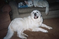 Sugar the Great Pyrenees